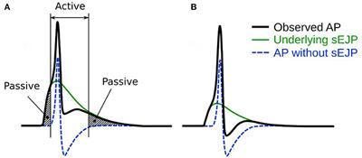 Investigation of the Syncytial Nature of Detrusor Smooth Muscle as a Determinant of Action Potential Shape